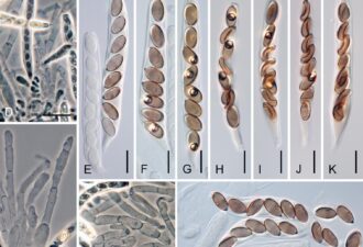 Ceratostomella crypta. Jeden z nově popsaných druhů