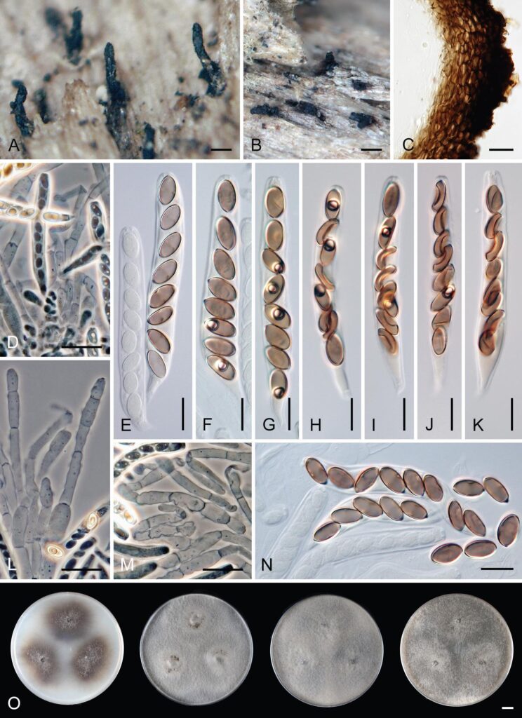 Ceratostomella crypta. Jeden z nově popsaných druhů