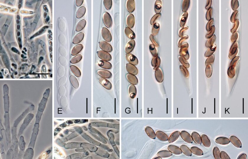 Ceratostomella crypta. Jeden z nově popsaných druhů