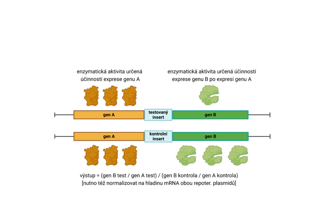 Příklad výpočtu finálního výstupu z testovacích reporterových systémů. Created in BioRender. Valasek, L. (2025)